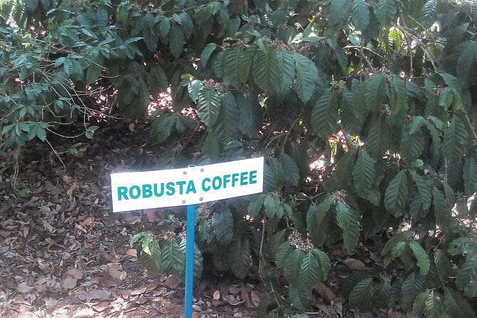 Private Mercara Coorg Coffee and Spice Estate Tour - Coorg Coffee and World Museum