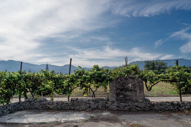 Private Pompeii Wine Tasting With Lunch - Convenient Hotel Pickup and Drop-off