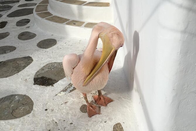 Private Tour: 4 Hours Mykonos Island Tour - Like a Local - About the Driver-Guide