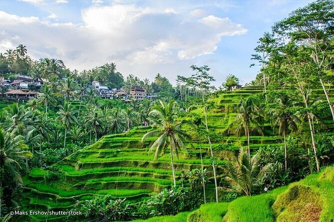 Private Tour to Sumampan Waterfall, Monkey Forest, Rice Terraces and Swing - Swing Adventure Experience