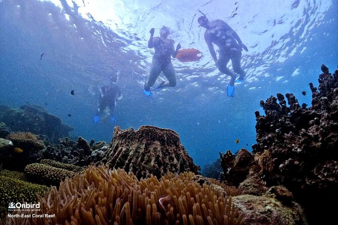 PROFESSIONAL SNORKELING to Explore Hidden Coral Spots (MAX 9 PAX) - Refreshments and Amenities Included