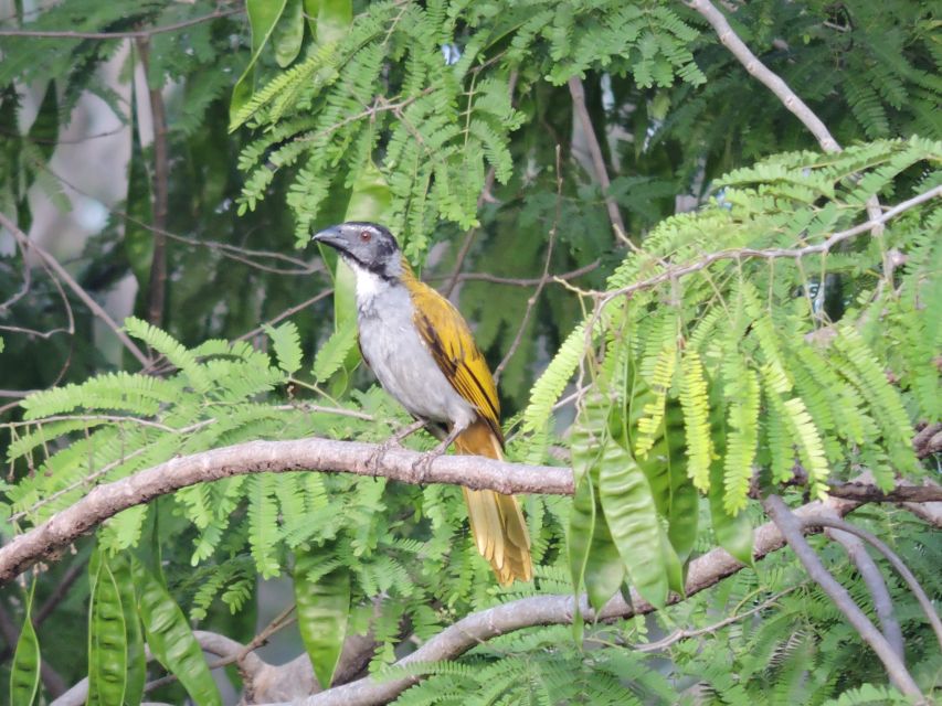 Puerto Morelos: Cenotes Route Birdwatching Tour