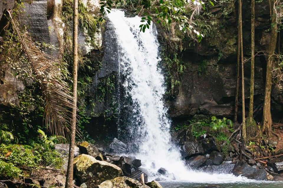 Rainforests and Glow Worm Cave: Day Tour From Brisbane - Tour Restrictions and Suitability