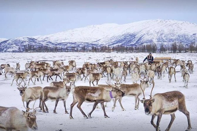 Reindeer Sledding Experience and Sami Culture Tour From Tromso - Cancellation Policy