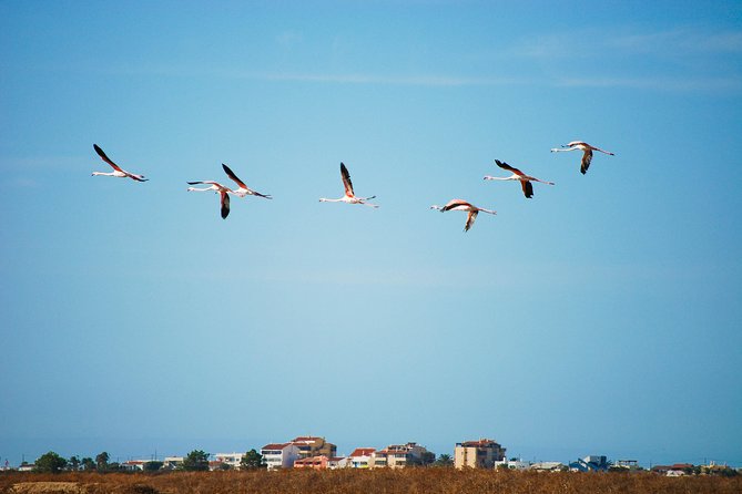 Ria Formosa Natural Park Birdwatching Segway Tour From Faro - Additional Tour Information