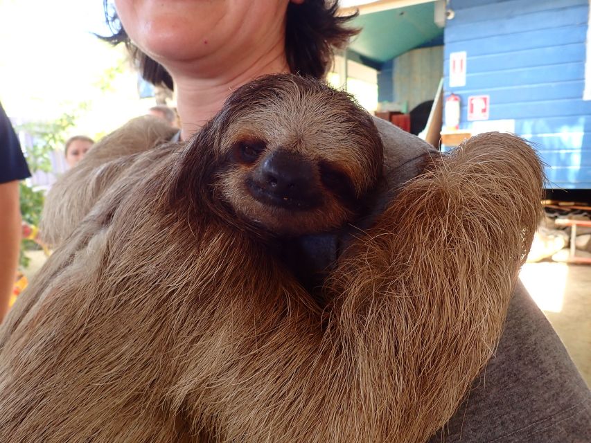 Roatan: Mangrove Tunnel Tour With Snorkeling - Restrictions and Limitations