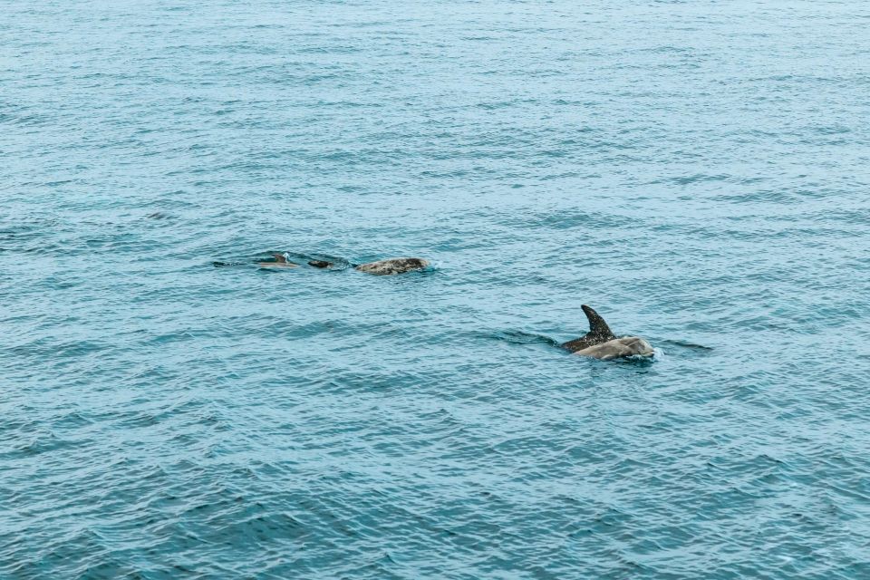 San Diego: Whale and Dolphin Watching Cruise - Environmental Efforts Highlighted