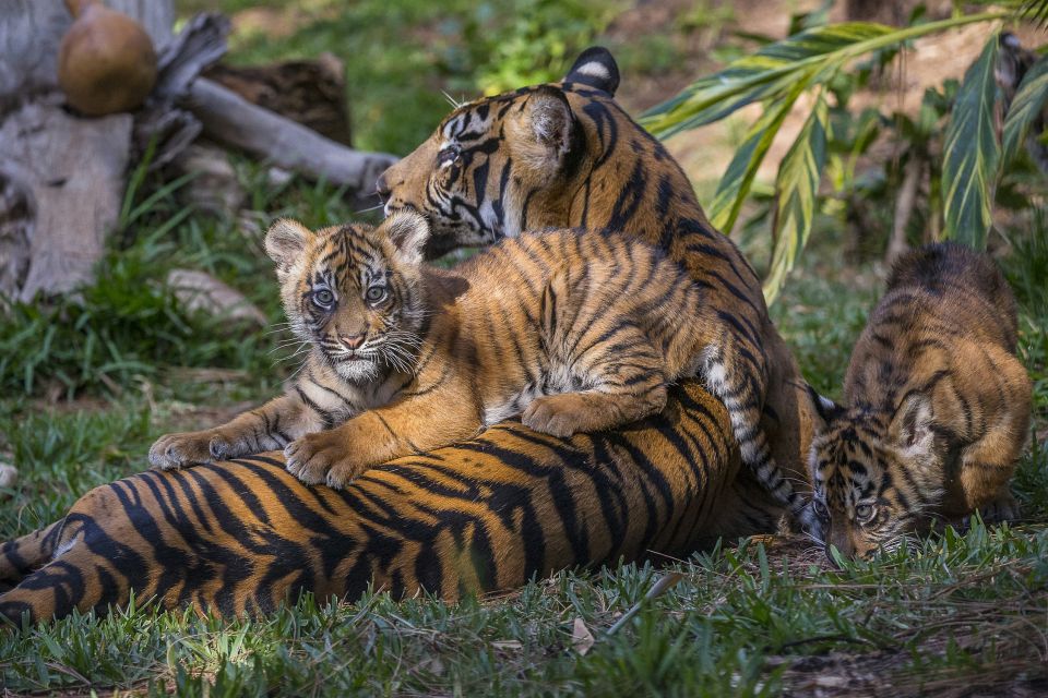 San Diego Zoo and Safari Park: 2-Day Entry Ticket - Festive Atmosphere