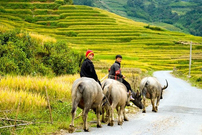 Sapa 3 Days 2 Nights Trekking Tour From Hanoi (2 Nights in Hotel) - Transportation and Guide