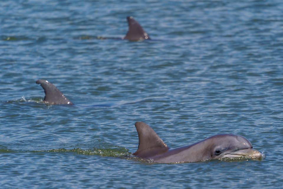 Savannah: Dolphin Spotting and Wildlife Eco Cruise - Wildlife Sightings and Ecosystem