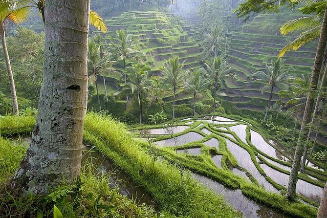 Selogriyo Temple and Trekking Java Rice Terraces, Hidden Waterfall - Nature Java - Cancellation Policy