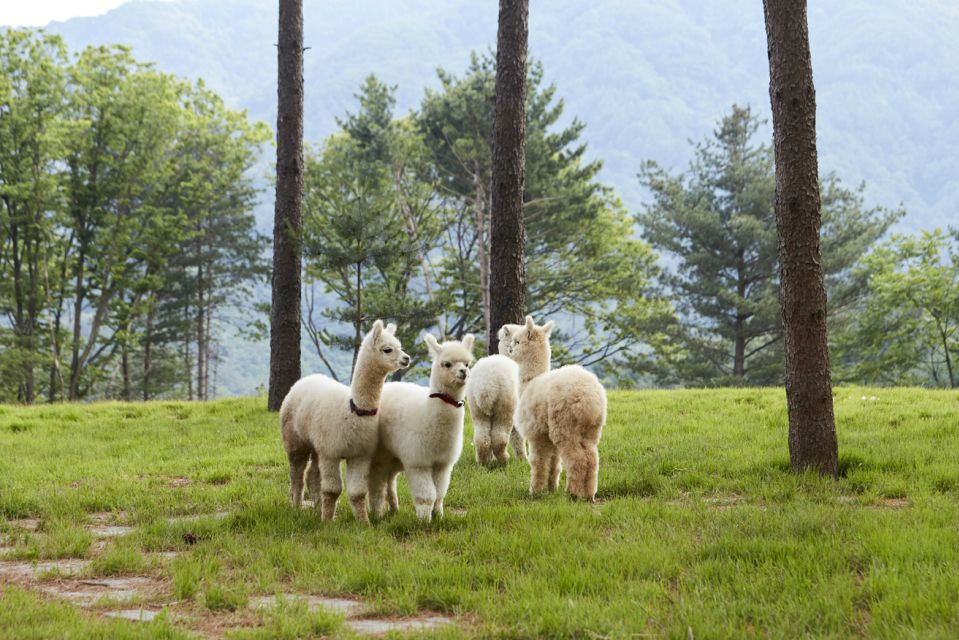 Seoul: Alpaca Land, Nami Tour (Optional Gangchon Railbike) - Booking and Cancellation