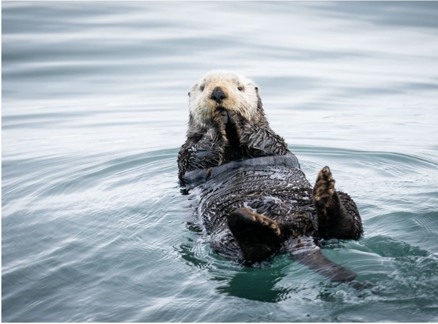 Seward: Kenai Fjords National Park 6-Hour Cruise - Getting to the Cruise