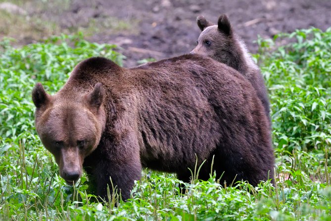 Small-Group Brown Bear-Watching Experience From Brasov - Wildlife Sighting Guarantee