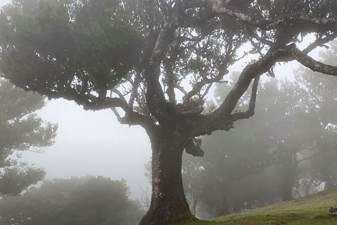 Small Group West Tour Waterfalls & Fanal Forest Tour - Tour Cancellation Policy