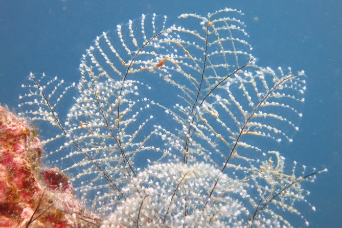 Snorkeling Tour From Coast to Coast in Taormina and Isola Bella - Safety Considerations