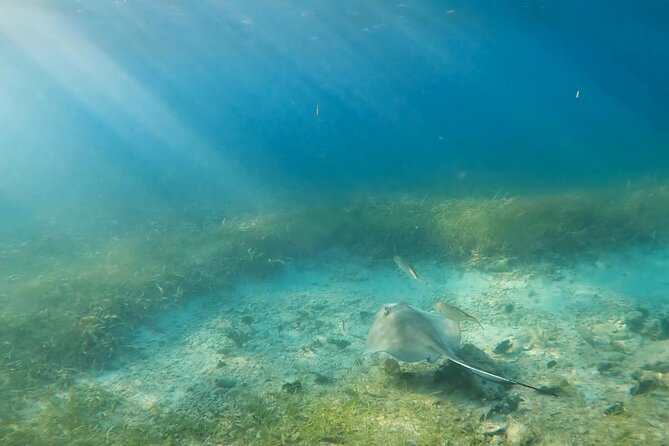 Snorkeling W/ Manatees & Turtles in San Juan! (Free Rum) - Key Tour Highlights