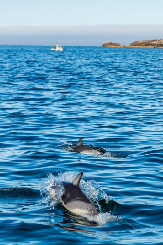 South Route: Dolphin Watching - Frequently Asked Questions