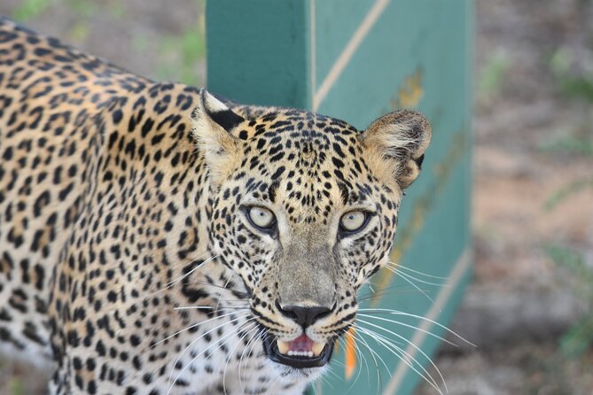 Special Leopard Safari Tour in Yala National Park by Malith & the Team - Travel Tips and Recommendations