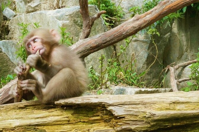 (Spring Only) 1-Day Snow Monkeys & Cherry Blossoms in Nagano Tour - Booking and Confirmation