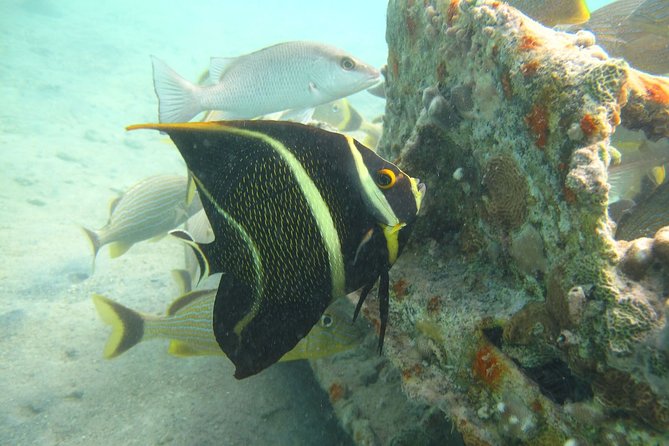 St Thomas Mangrove Lagoon Kayak and Snorkel Tour in the US Virgin Islands - Tour Logistics and Restrictions