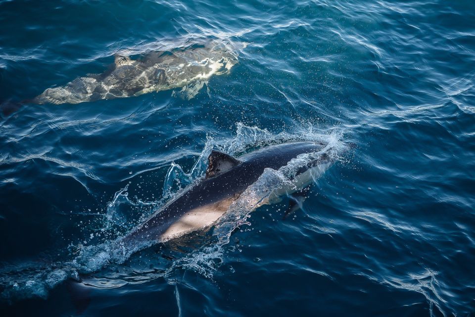 Sydney: Whale Watching Cruise - Directions to Meeting Point