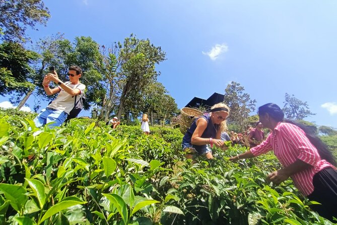 Tea Plantation Tour in Ella, Sri Lanka - Cancellation Policy