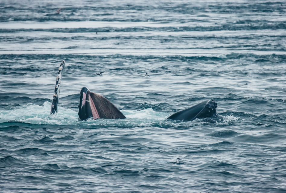 Telegraph Cove: 3-Hour Whale Watching Tour in a Zodiac Boat - Vessel and Capacity