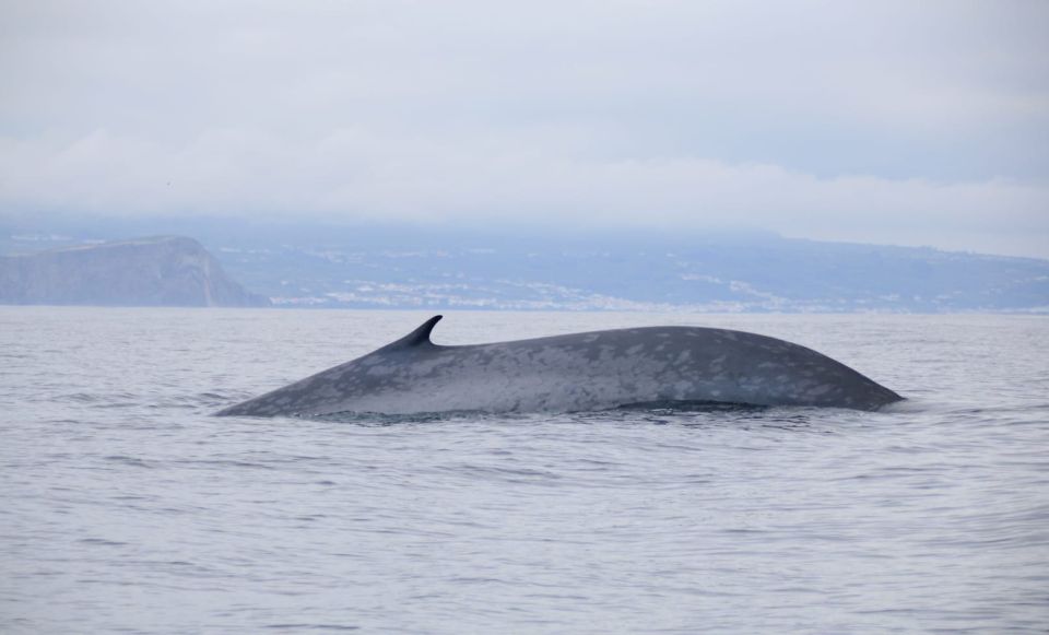 Terceira: Half-Day Dolphin and Whale Watching Tour - Expert Team