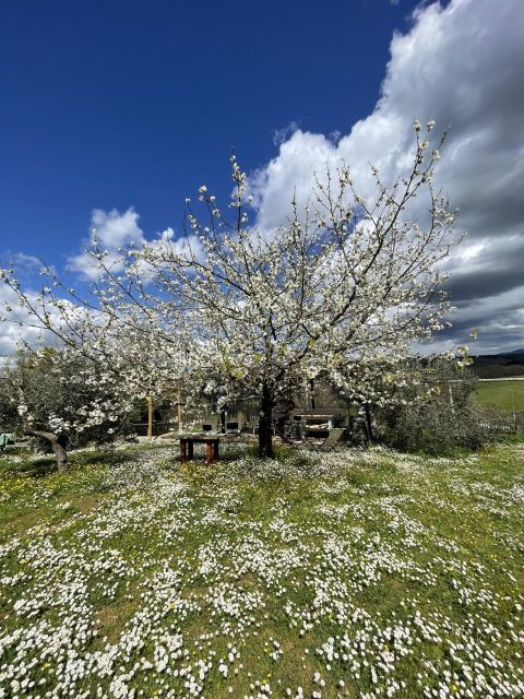 Truffle Hunting in Chianti With Pasta Cookingclass and Lunch - Inclusions & Host Information