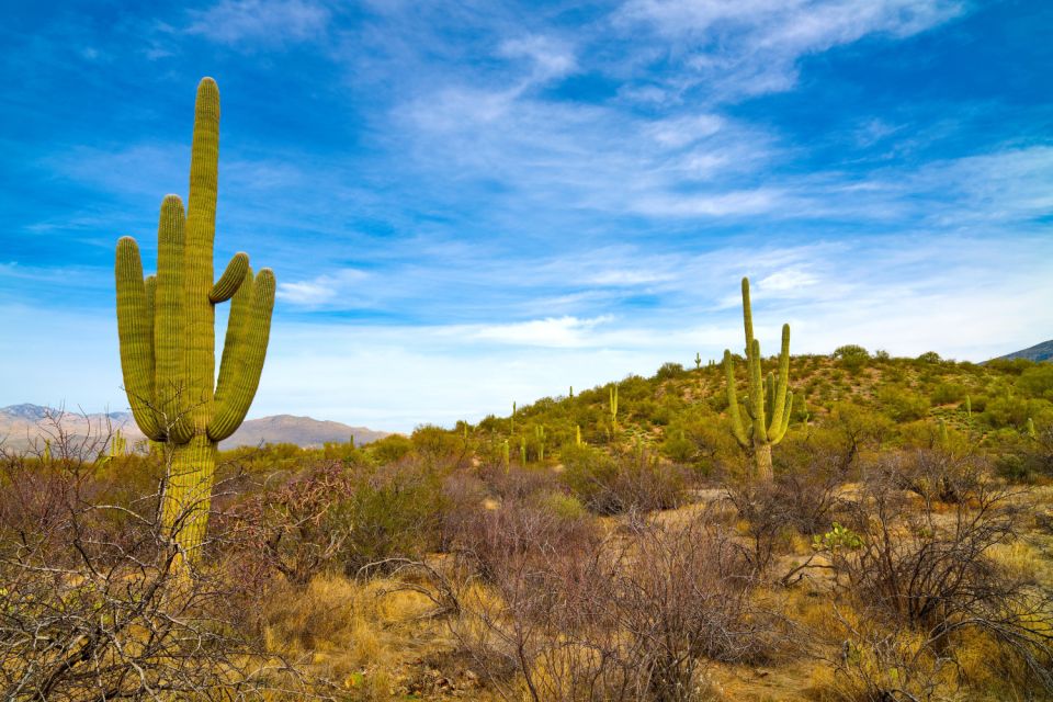 Tucson: Mt Lemmon & Saguaro NP Self-Guided Bundle Tour - Diverse Wildlife and Saguaro Forest