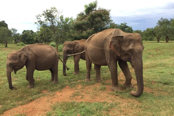 Udawalawe National Park | Private Safari With Naturalist - Additional Useful Information