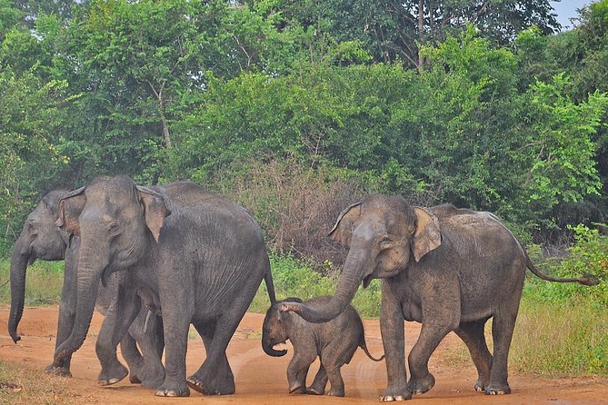 Udawalawe National Park Private Safari - Suitability and Restrictions