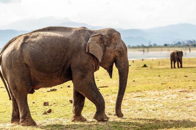 Udawalawe National Park Safari - Private Tour Experience