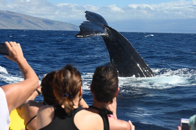 Ultimate 2 Hour Small Group Whale Watch Tour - Customer Reviews