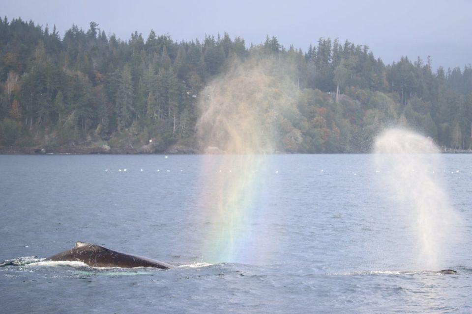 Vancouver Whale Watching Safari - Inclusions and Amenities