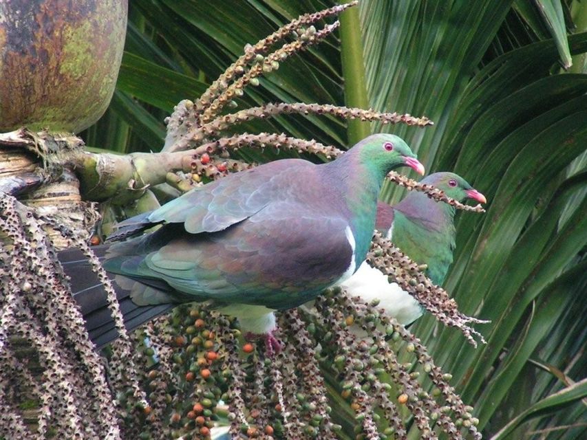 Waitakere Ranges Wilderness Experience Tour From Auckland - Customer Testimonials