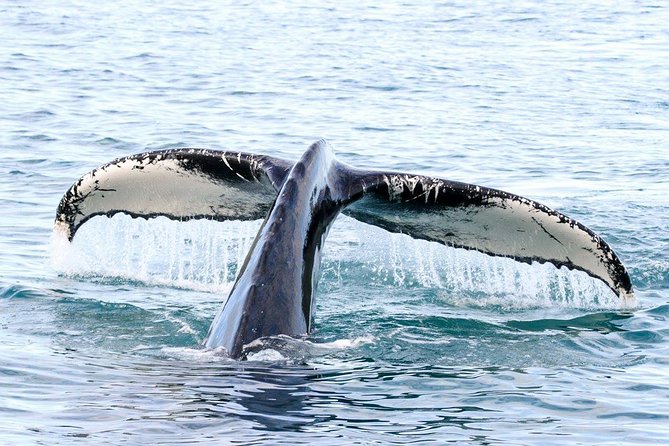 Whale and Puffin Watching Around Skjálfandi Bay From Husavik - Marine Sightings