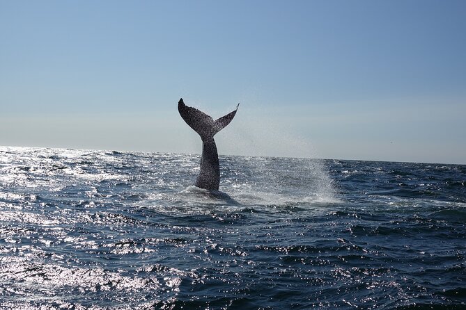 Whale Watching Cruise on a Yacht in Reykjavik - Spacious Yacht Amenities