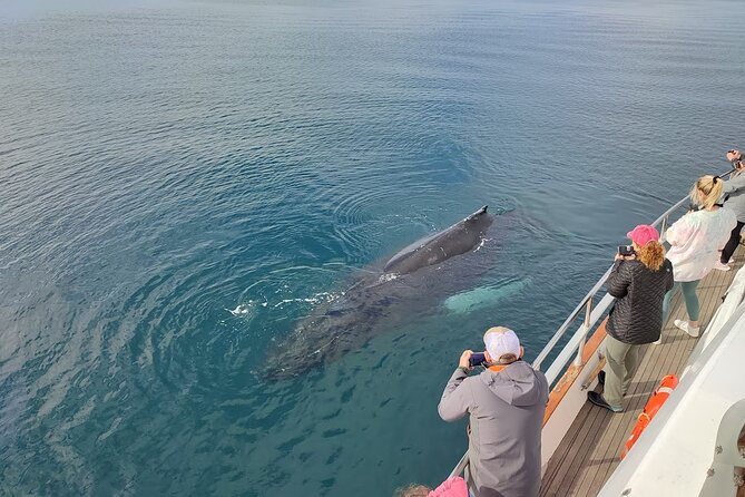 Whale Watching & Dolphin Yacht Cruise - Tour Operator and Capacity