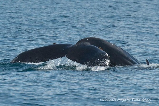 Whale Watching Excursion in Dana Point - Frequently Asked Questions