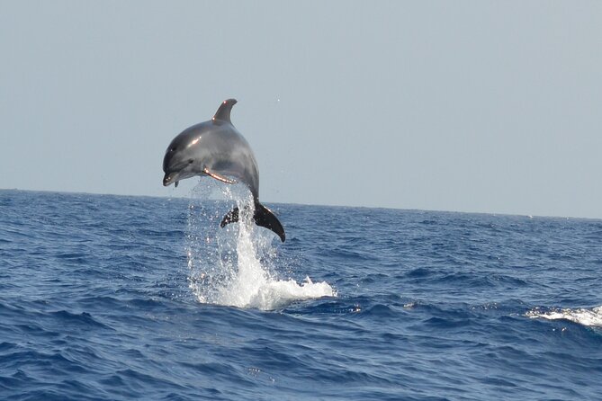 Whale Watching in Los Gigantes for Over 11 Years - Booking Confirmation and Cancellation Policy