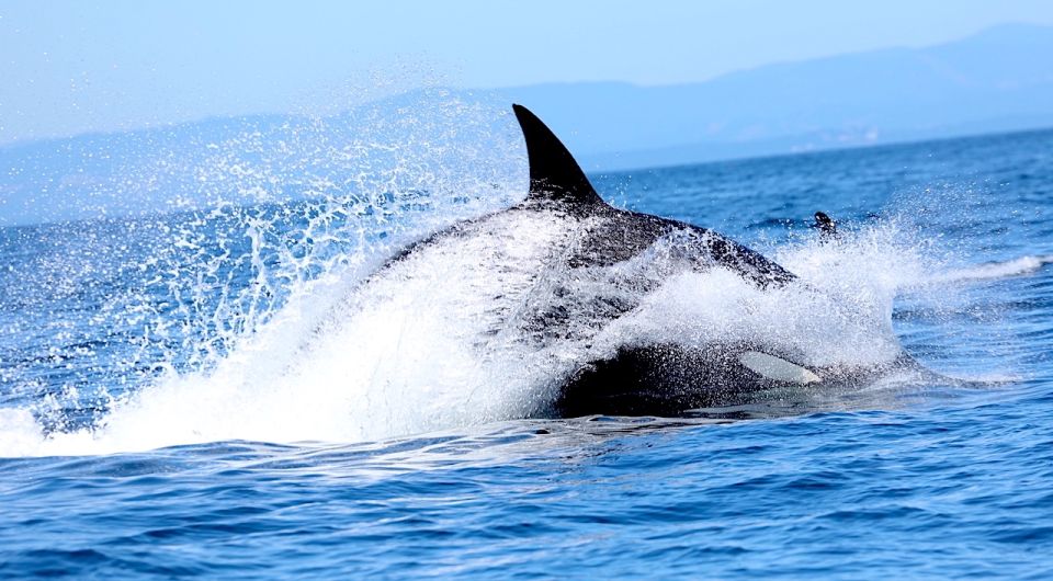 Whale Watching Tour in Victoria, BC - Whale Watching Opportunities