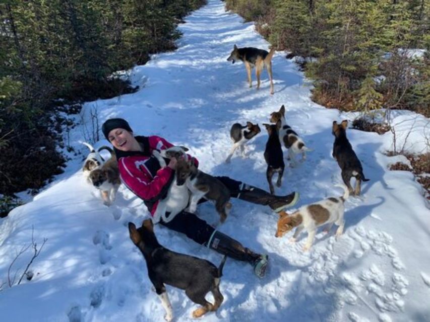 Willow: Traditional Alaskan Dog Sledding Ride - Frequently Asked Questions