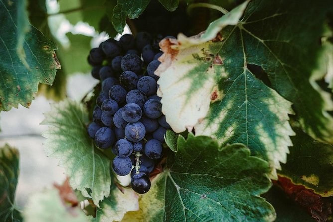 Wine Tour & Food Experience in Pic St Loup - Booking and Cancellation