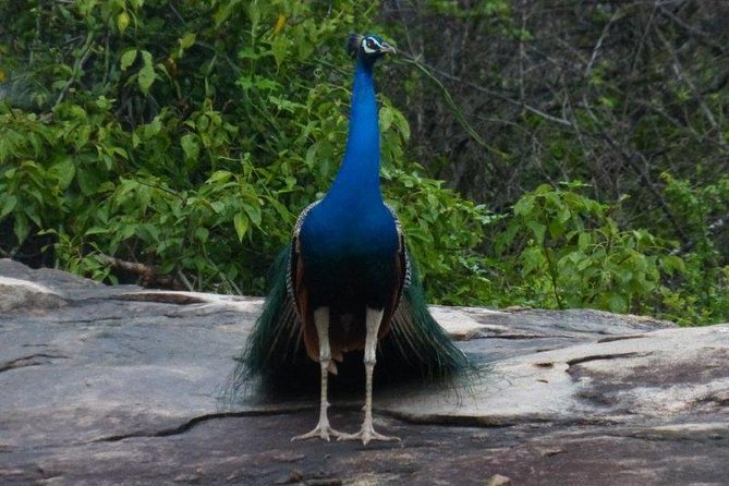 Yala 4h Jeep Safari From Bentota: Guided Wildlife Experience - Booking Process and Tips