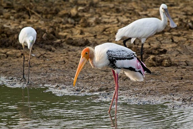 Yala Safari Day Trip From Bentota/ Kalutara/ Ahungalla/ Hikkaduwa - Preparing for the Safari Adventure