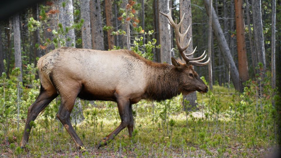 Yellowstone, MT: Lower Loop Private Tour - Explore Yellowstones Wonders