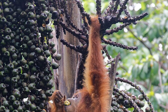3 Days Bukit Lawang Tour (Happy Jungle) - Day 3: Medan Cultural Visits