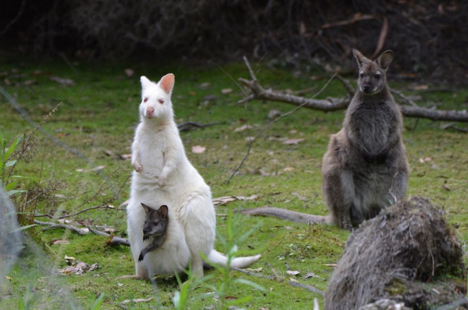 3D Tasmanian Highlights: Hobart, Port Arthur & Bruny Island